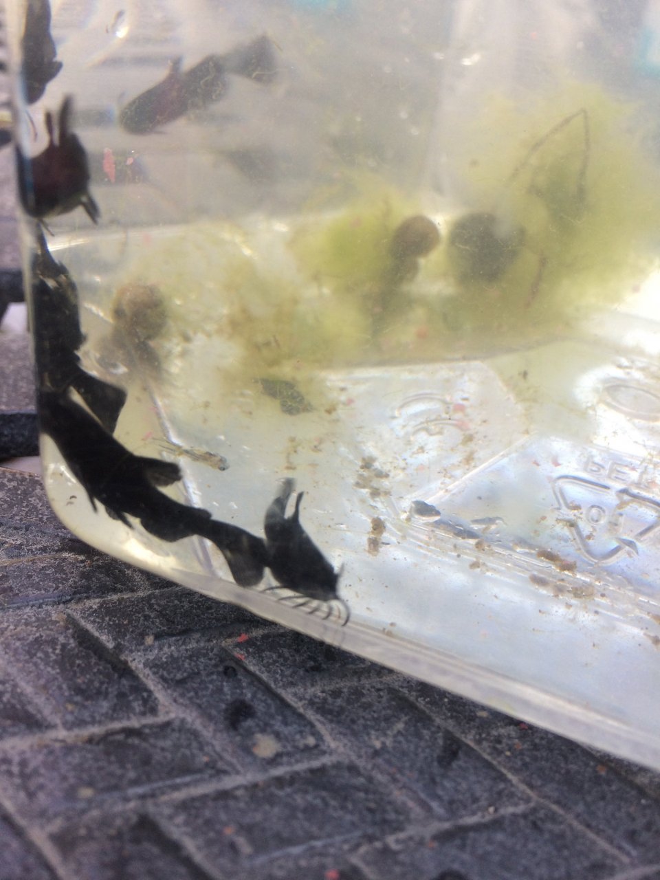 Small Black Catfish