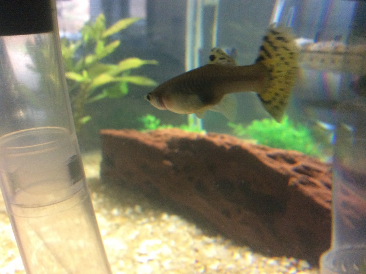Can A Female Guppies Have Red Gills Because Of Stress? I Was Collecting  The