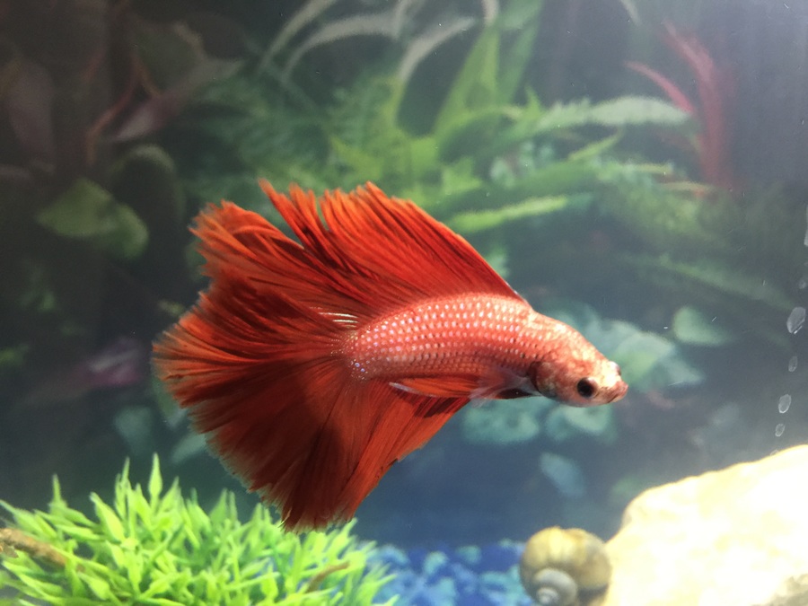 How Is My Halfmoon Betta Looking? Would Love Some Opinion And