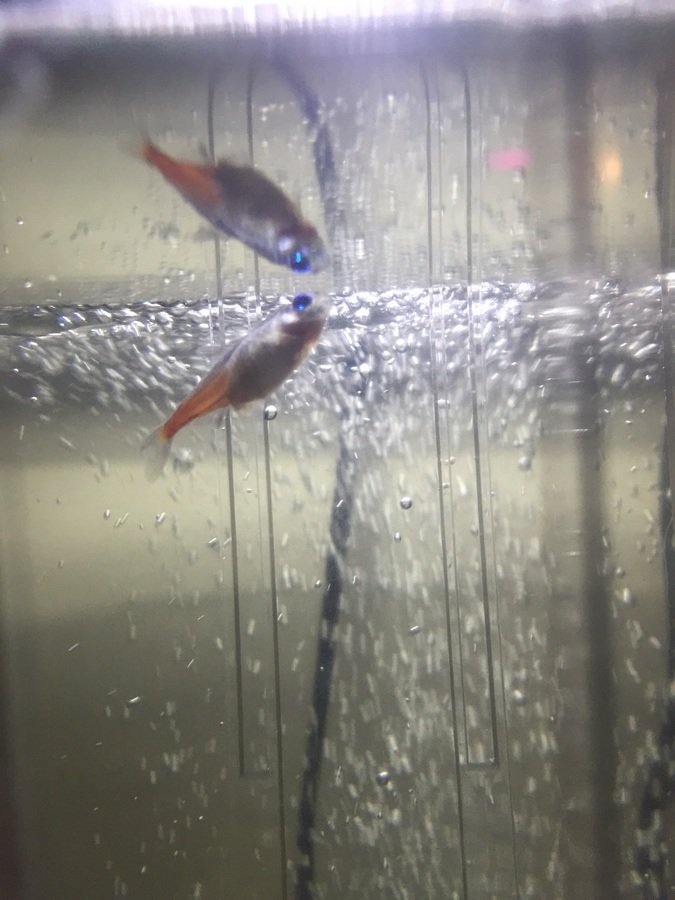 Is My Tetra Laying Her Eggs?