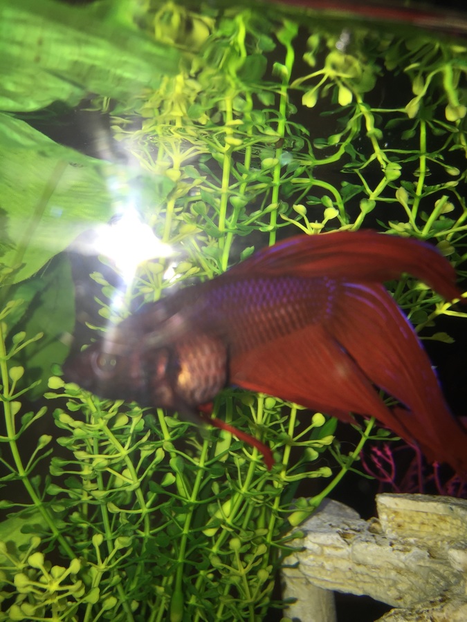 Betta Has Swollen Belly Clamped Fins And Is More Lethargic