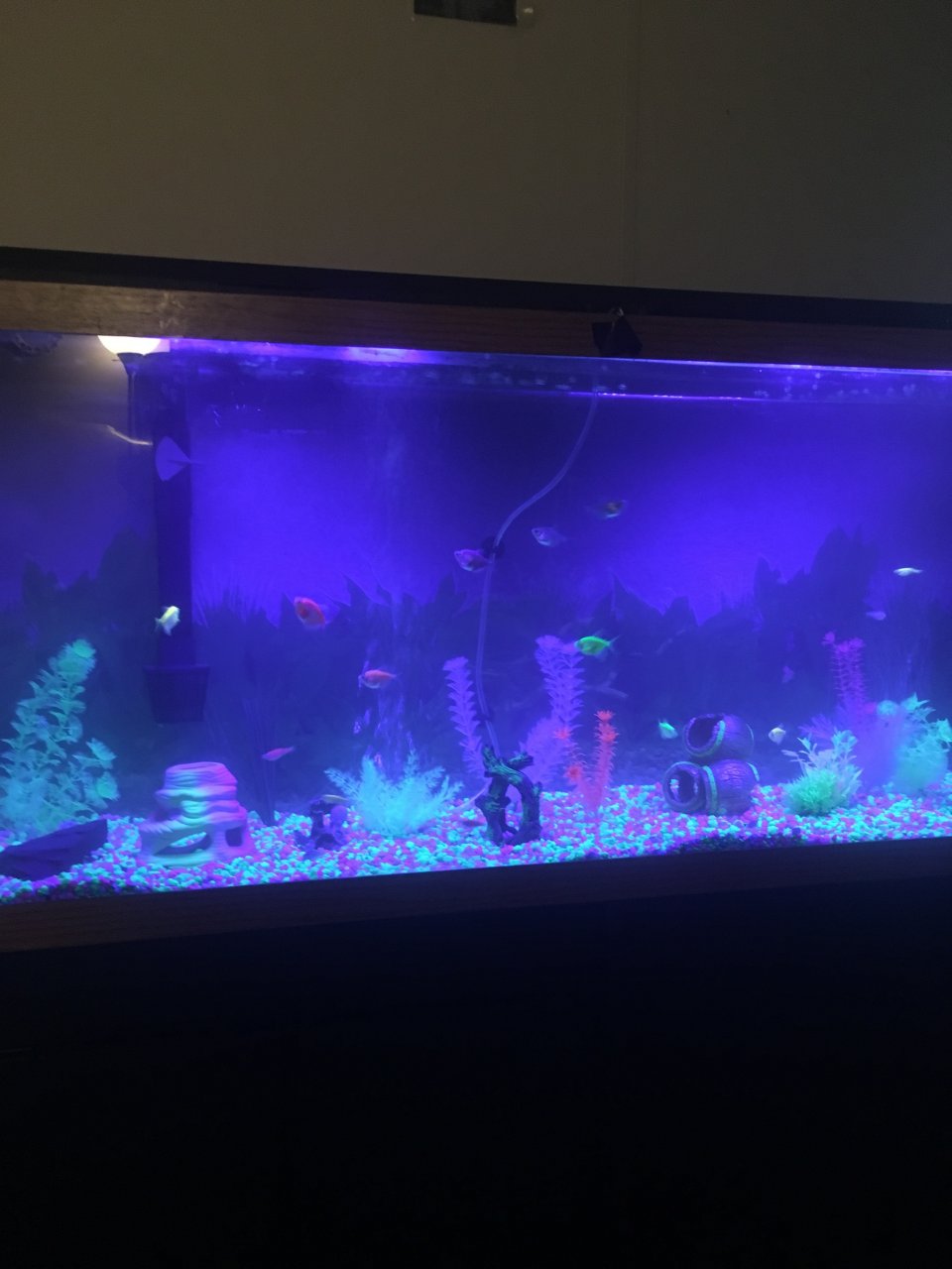 I Have 16 Glofish And 4 Cory Cats. Will They Be Happy? They Are In