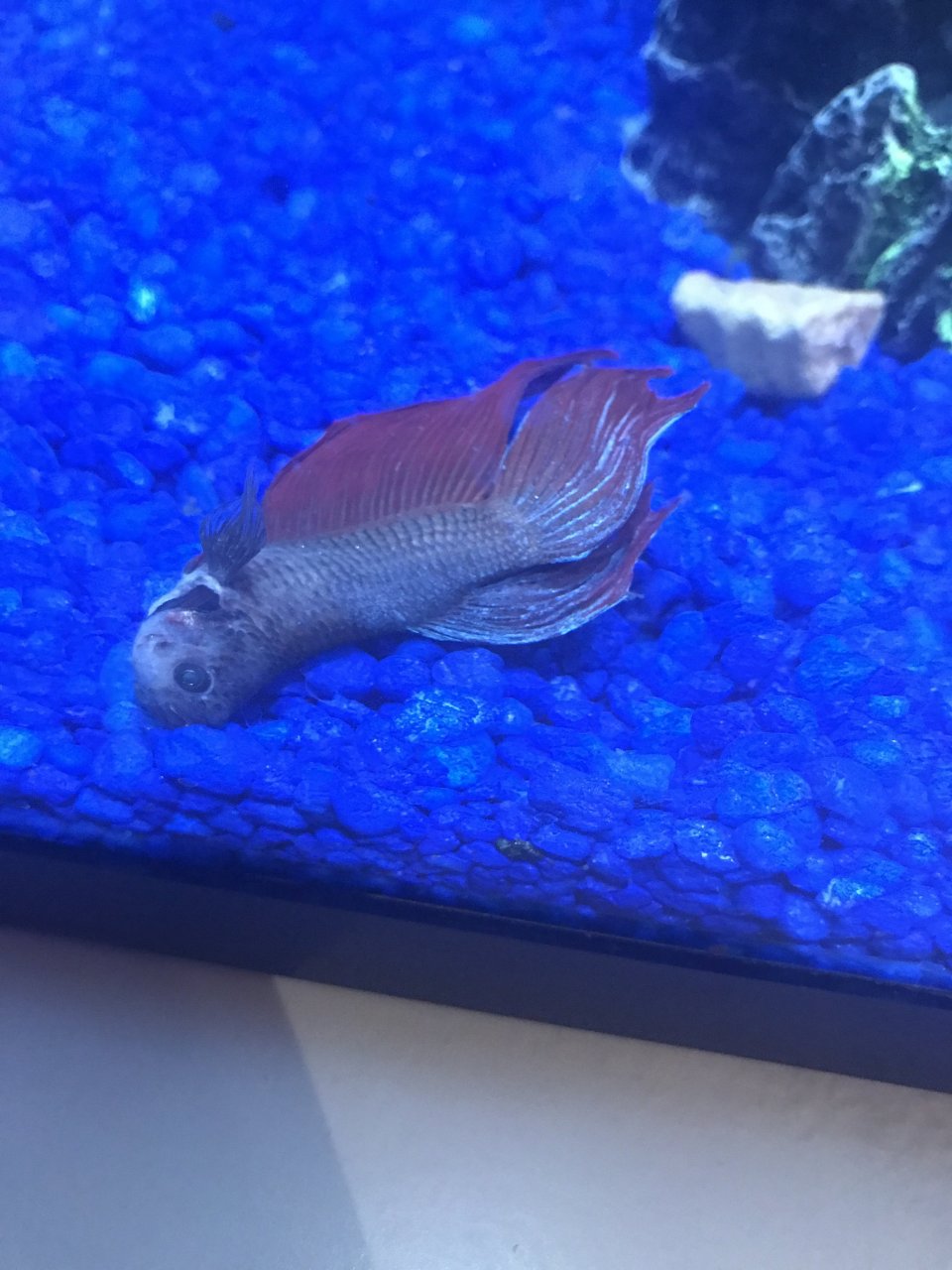 My Betta Died. Can Anyone Determine Why? (Warning Photos Of A