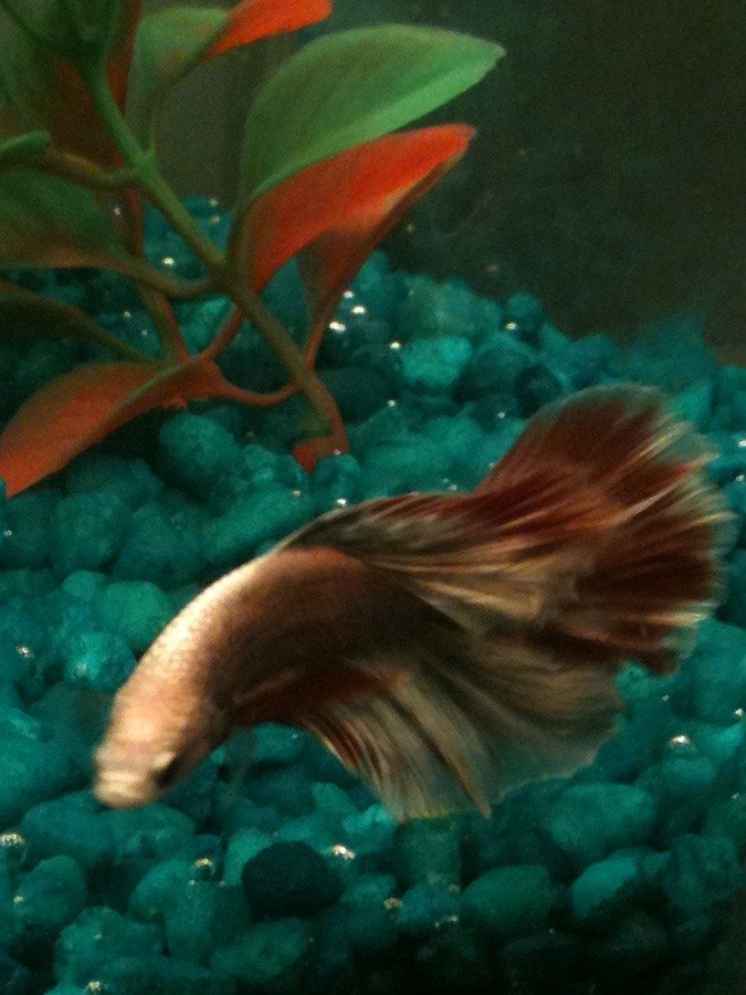 My Betta Has Clamped Fins, But No Other Symptoms, Besides The