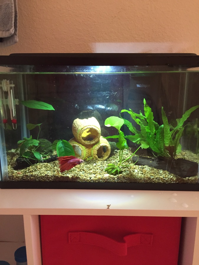 Advice Please, On Black Background For Tank.