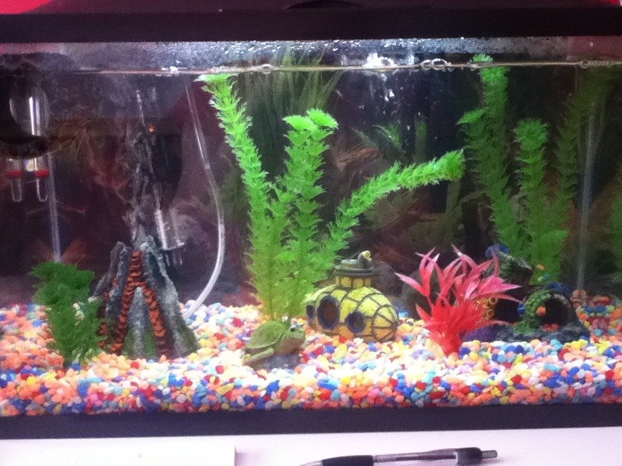 I Recently Set Up A 10 Gallon Fish Tank And Added 3 Male Mickey